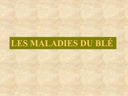Maladie du blé en 6 lettres / maladie du ble maladies des cereales maladie… Les Maladies Du Ble Ppt Video Online Telecharger