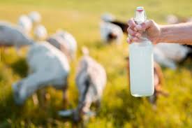 Susu kambing menjadi salah satu golongan susu yang sangat direkomendasikan untuk diminum sebagai alternatif susu sapi, susu kedelai atau susu beruang. Kenali Deretan Khasiat Susu Kambing Untuk Kesehatan Tubuh Okezone Lifestyle