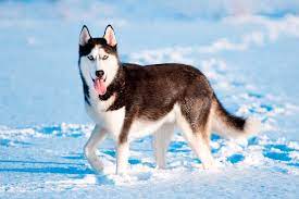 En un primer momento, estos animales habían sido salvajes, muy cercanos a cómo viven actualmente una especie que se consideran de la misma familia como son los lobos, los zorros, entre. Todo Lo Que Necesitas Saber Sobre La Raza Husky Siberiano Guia Completa