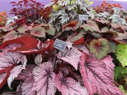 To start, this type of begonia will not actively grow through the winter; Smart Gardening With Deer Deer Resistant Summer Bulbs Rhizomes Tubers And Corms Gardening In Michigan