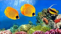 Aquarium Stores Near Me Find The Best Aquarium Supplies Near You Coral Reef Coral Reef Aquarium Fish Wallpaper
