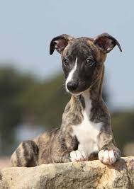 the whippet whippet puppies whippet dog dog breeds