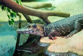 Black Caiman Wikipedia