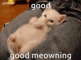 Good Morning Cats Gifs Tenor