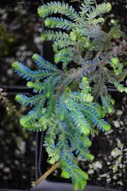Image result for Selaginella vogelii