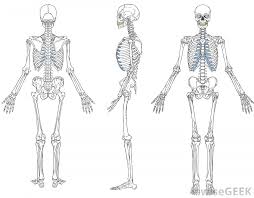 The human skeleton provides the surface for the attachment of muscles, tendons, ligaments, etc. What Is A Skeletal System Diagram With Pictures