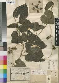 Image result for Lepistemon