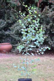 Image result for Eucalyptus