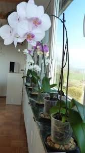 How To Take Care Of Orchids Indoor Orchids Orchids Orchids Garden