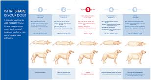 Puppy growth chart by breed size. Ideal Dog Weight Chart The Labrador Forum
