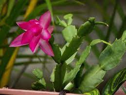 En brasil, este cactus florece cuando se lo expone a aproximadamente seis semanas de tramos de oscuridad de 12 horas. Cuidados Del Cactus De Navidad Guia Completa Con Video