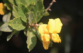 Image result for Crotalaria incompta