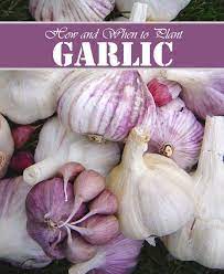 How And When To Plant Garlic Growing Garlic When To Plant Garlic Garlic Bulb