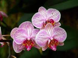 My Favorite Rainforest Flowers Amazon Flowers Rainforest Plants