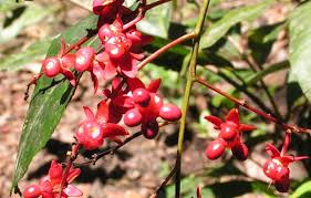 Image result for Campylospermum