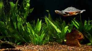 Limited time sale easy return. Turtle Tank And Water Maintenance