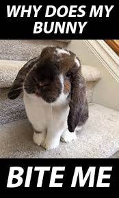 Pin On Rabbits