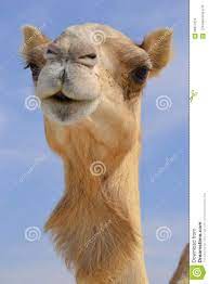 Dromedaries are domestic animals and are very common. Camel And Giraffe Images