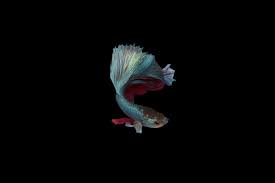 Fishchick aquatics • 60 просмотров. Siamese Halfmoon Betta Fighting Fish Stock Photo