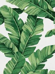Bg4 please use the dropdown box on the right side to select the style and size of your choice. Gifts Stationery Malertaart Tropical Print Tropical Decor Banana Leaf Nature Photography Plant Print Banana Tree Leaf Art Able Print Minimalist Wall Art Framed Wall Art Gifts Stationery Albums Frames