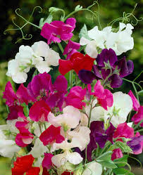 Image result for Lathyrus