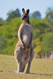 Large Male Eastern Grey Kangaroo West Of Brisbane Australian Native Animals Male Kangaroo Eastern Grey Kangaroo