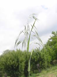 Image result for Bromus  tectorum