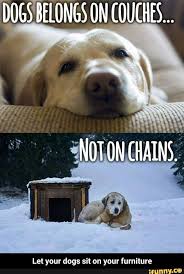 Let Your Dogs Sit On Your Furniture Ifunny I Love Dogs Dogs Dog Sitting