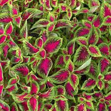Image result for Coleus zombensis