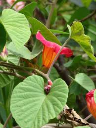 Image result for Stictocardia