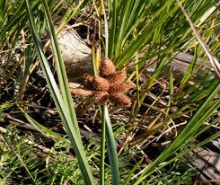 Image result for Bolboschoenus