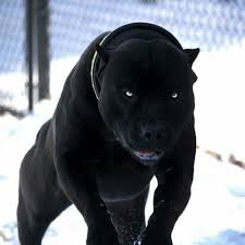 Wo Finde Ich Diesen Prachtigen Hund Hunde Forum Wamiz Citation Citation Diesen Finde Forum Hun Kopek Turleri Cilgin Disi Kedi En Buyuk Kopek