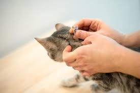 And 5 of them are for professional house cleaners and two of them are for homeowners. Six Of The Best Ways To Get Rid Of Fleas On Your Cat My Pet And I