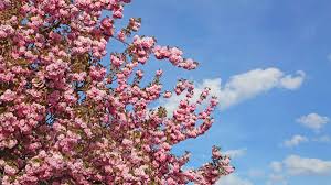 We offer a large variety of elegant, exotic, and vibrant flower selections imported from around the world. The Cherry Blossoms Are Peaking In Cherry Hill Nj Photos Whyy