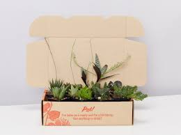 ✅ free delivery and free returns on ebay plus items! Succulents For Sale Buy Cactus Plants Online Plants In A Box