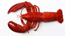 Why are lobsters cooked alive and do they feel pain? - BBC Science ...