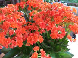 Succulent Kalanchoe This Is Kalanchoe It Is A Succulent That Is Considered A Houseplant The Flowers Can Be Many Colors It Likes Full Sun But Not Ou Frases