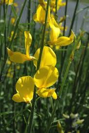 Image result for Spartium