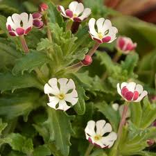 Sowing instructions night phlox 426 'midnight candy' type: Scented Night Phlox Zaluzianskya Ovata Yougarden