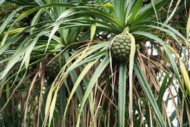 Image result for Pandanus candelabrum