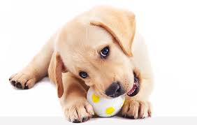 New haven pet hospital offers comprehensive veterinary services for dogs and cats. Brooklyn Veterinarian Kensington Pet Haven Animal Hospital