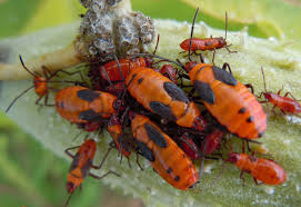 Large Milkweed Bug Nymphs What S That Bug