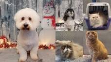 Purrs 'n' Grrs - Cat & Dog Grooming Pelsall, by Charlotte