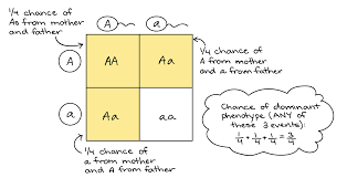 Probabilities In Genetics Mendelian Genetics Classical And Molecular Genetics Biology Khan Academy In 2020 Learn Biology Listening Skills Worksheets Genetics