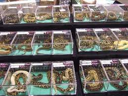 In many pet shops, pet supplies are placed in a very unorganized manner. Reptile Pet Shops Near Me Online Shopping