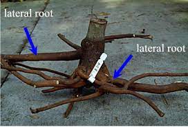 Aug 1, 2019 roots can. Root Depth Root Growth After Planting Roots Landscape Plants Edward F Gilman Uf Ifas