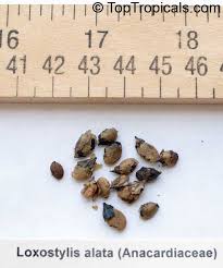 Image result for Loxostylis alata