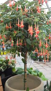 Our garden centre displays taurangas widest range of water features and we also design custom water features exclusively for you. Fuchsia In Pot Fuchsia Flowers Dream Garden Garden Design