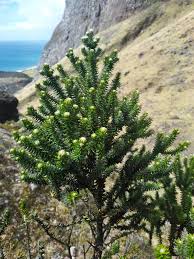 Image result for Phylica