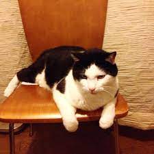 pin by keiko on ねこ 家族 animals cats instagram